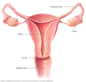 Diagram of a female reproductive