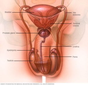 Diagram of a Male Reproductive
